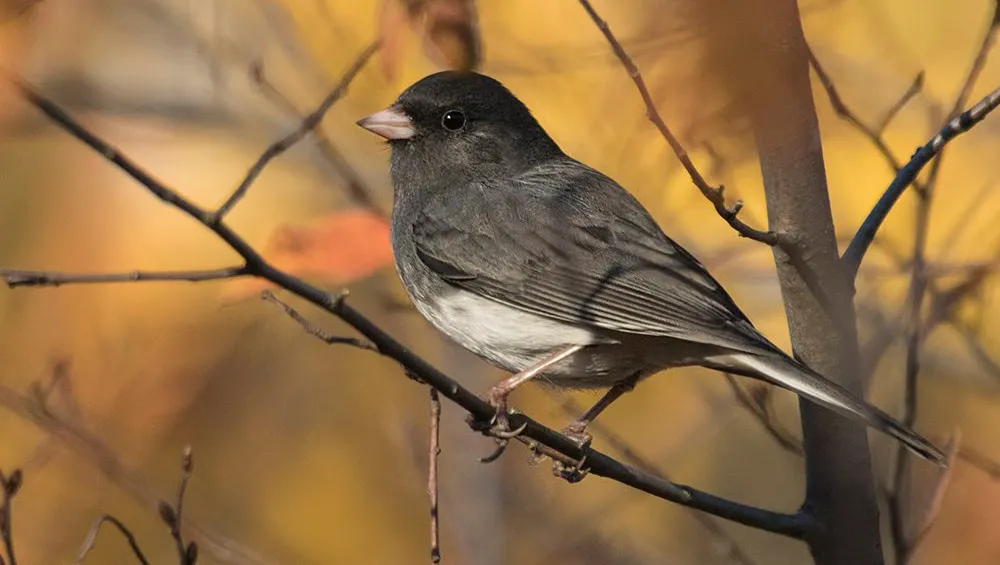 bird on a branch