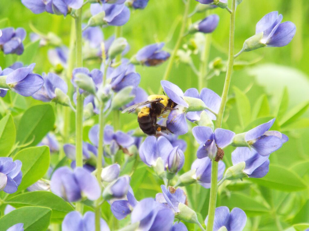 bumble bee on purple flower