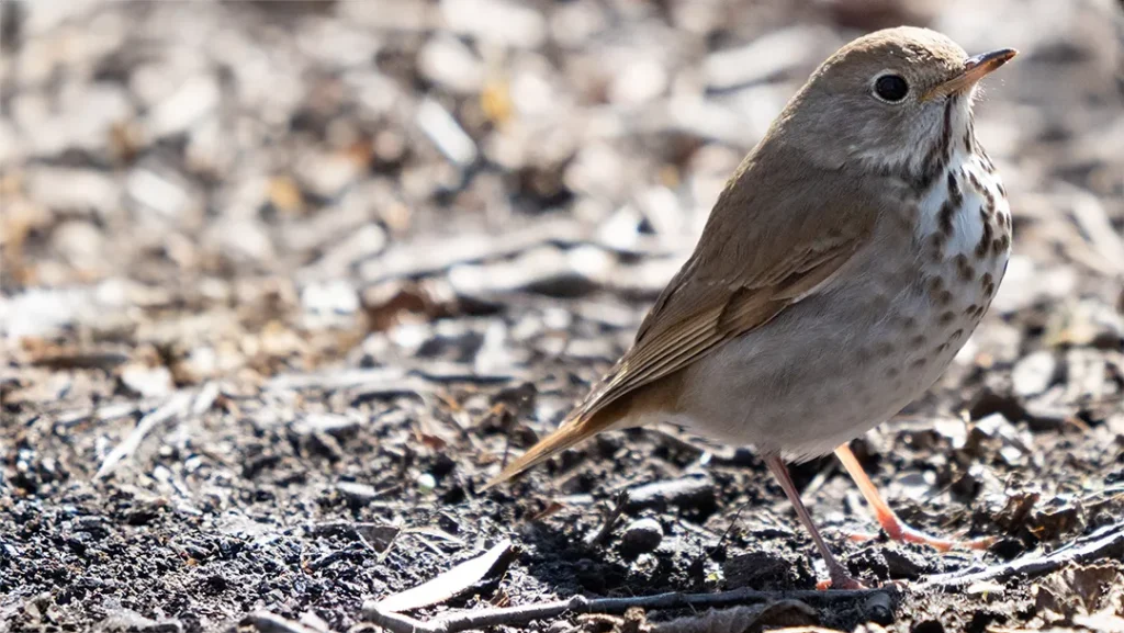 bird on the ground