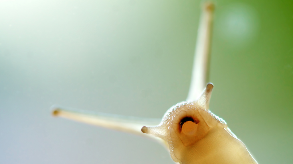 view of understide of slug