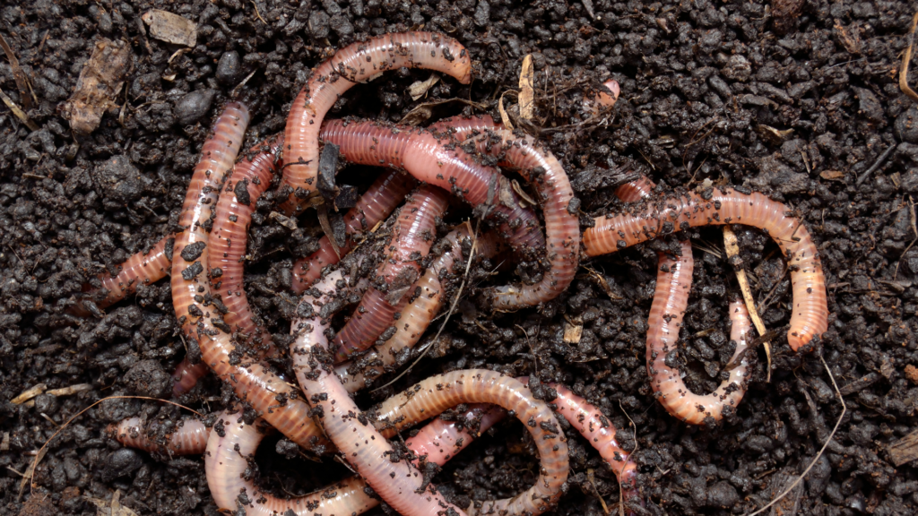 several earthworms on soil surface