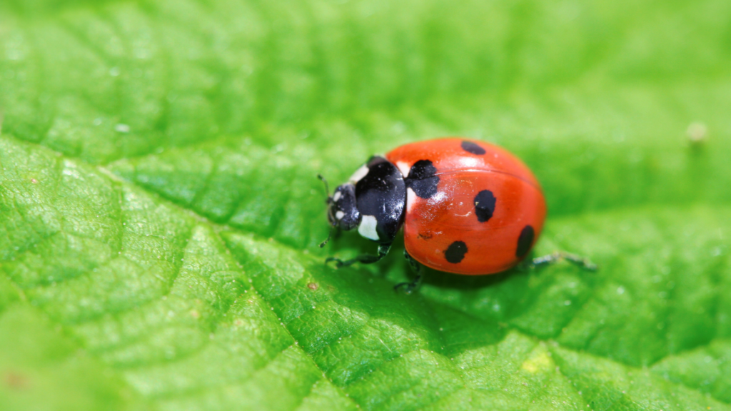 ladybug on a leaf