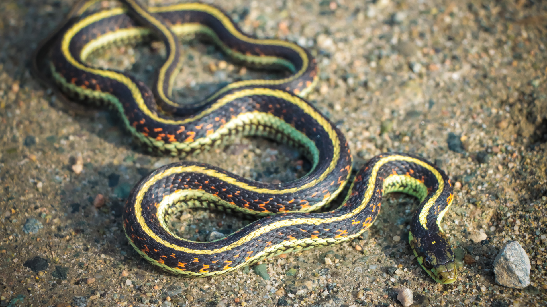garden snake on gravel surface