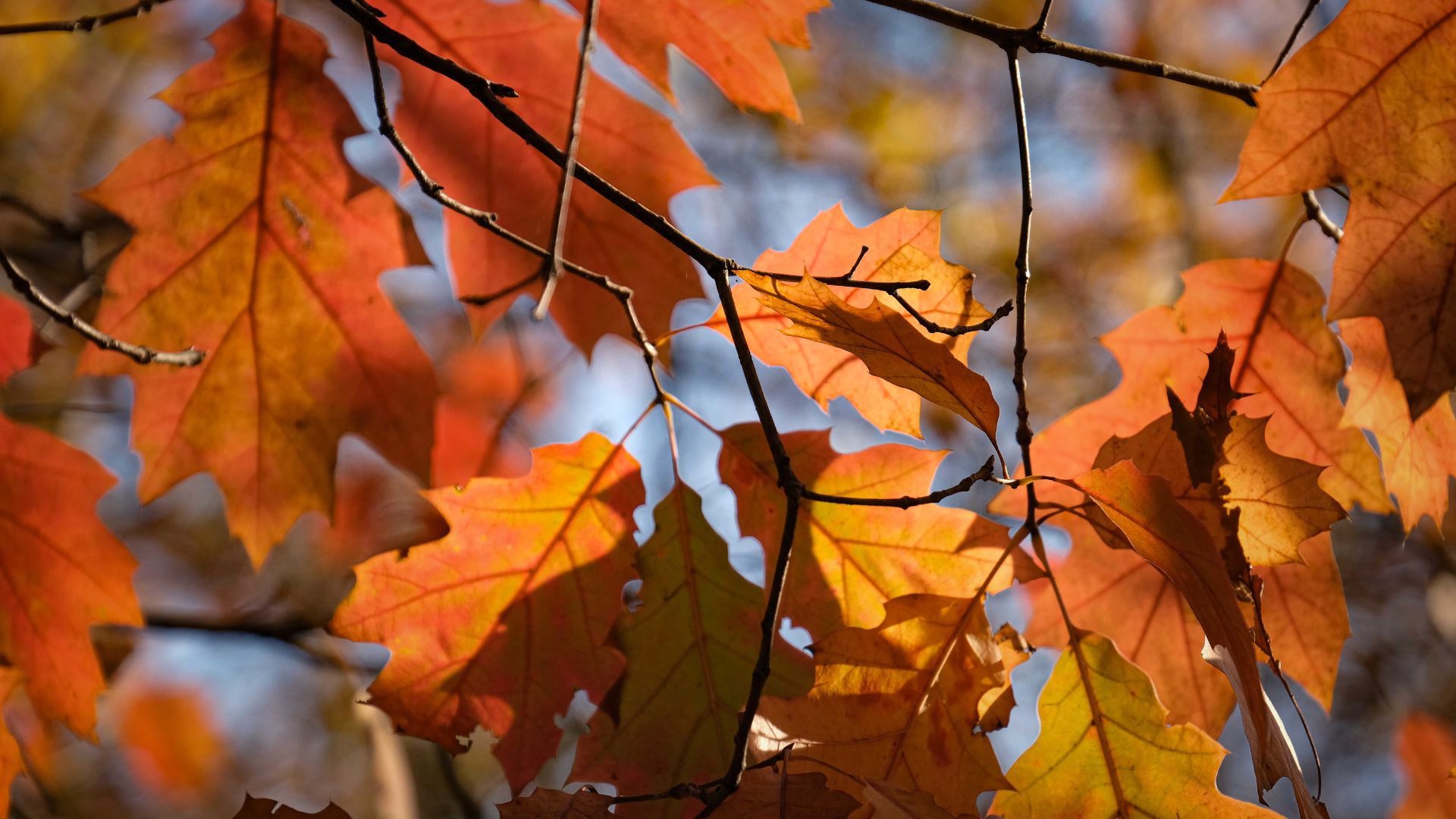 Little Wonders for Threes: Falling Leaves
