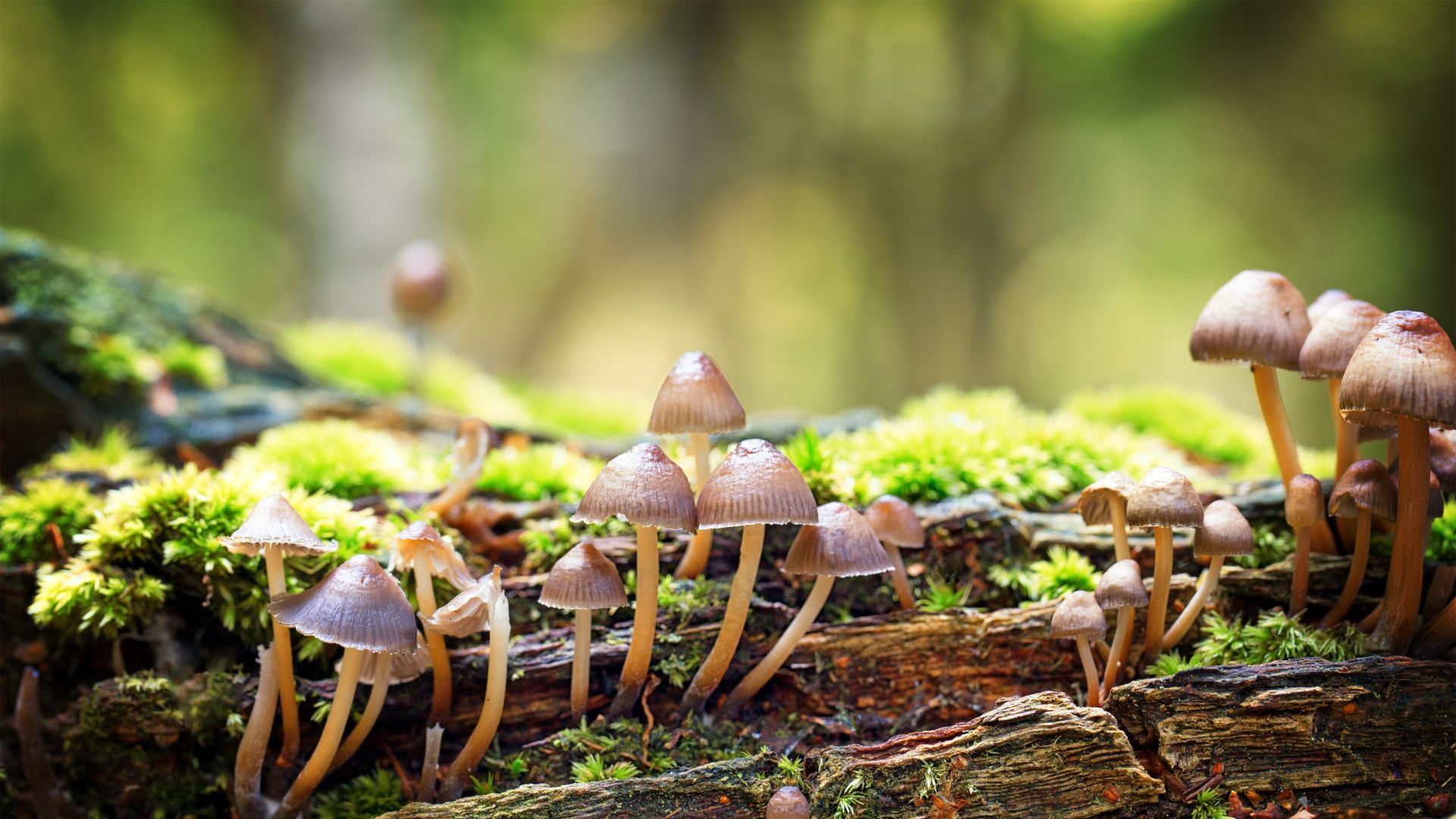 Advanced Master Naturalist Course: Fungi – Intro to a Curious Kingdom