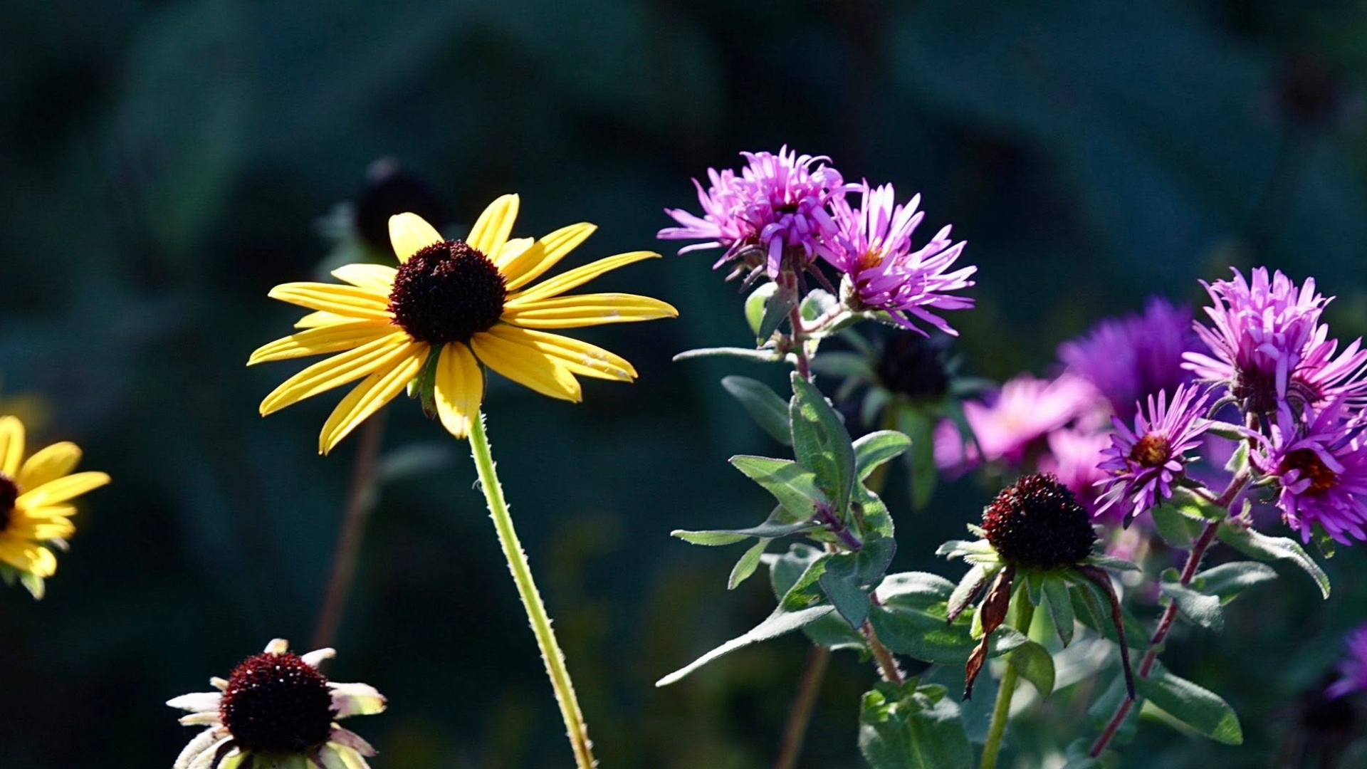 asters and susans