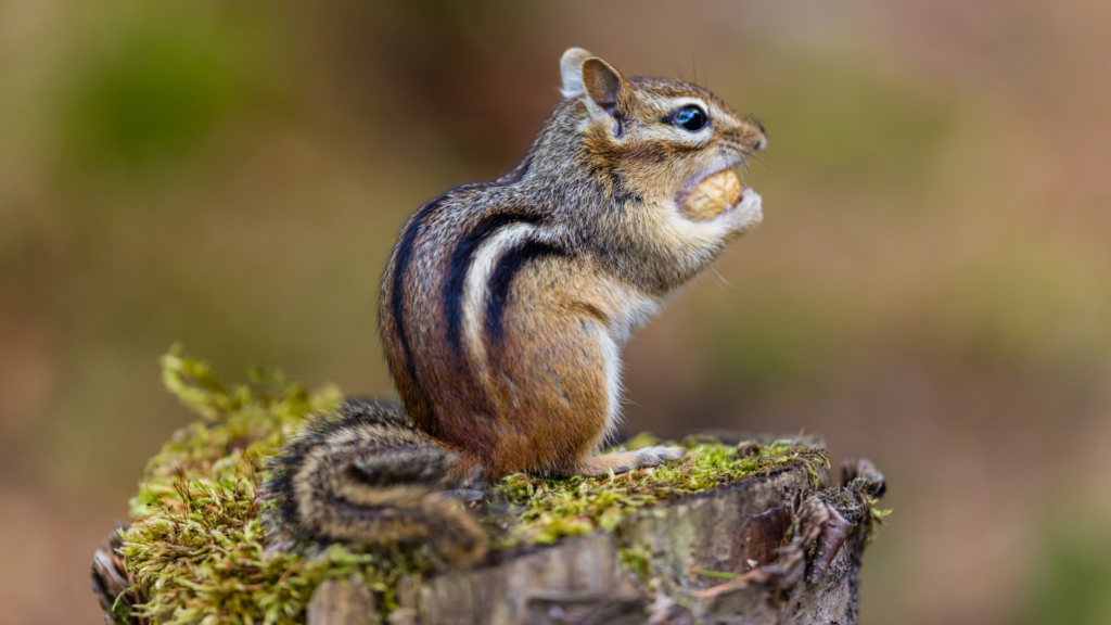 chimpmunk with nut in hands near mouth