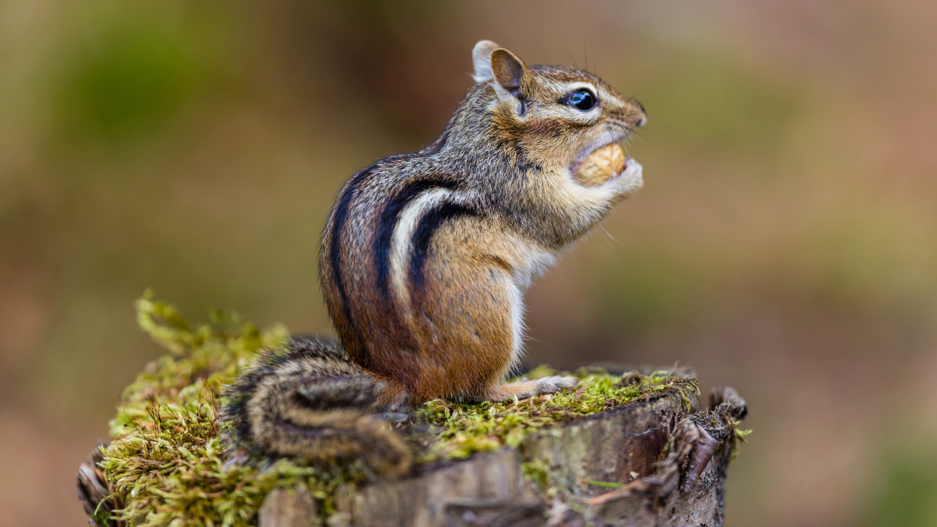 Nature Nauts: Chipmunk Chatter