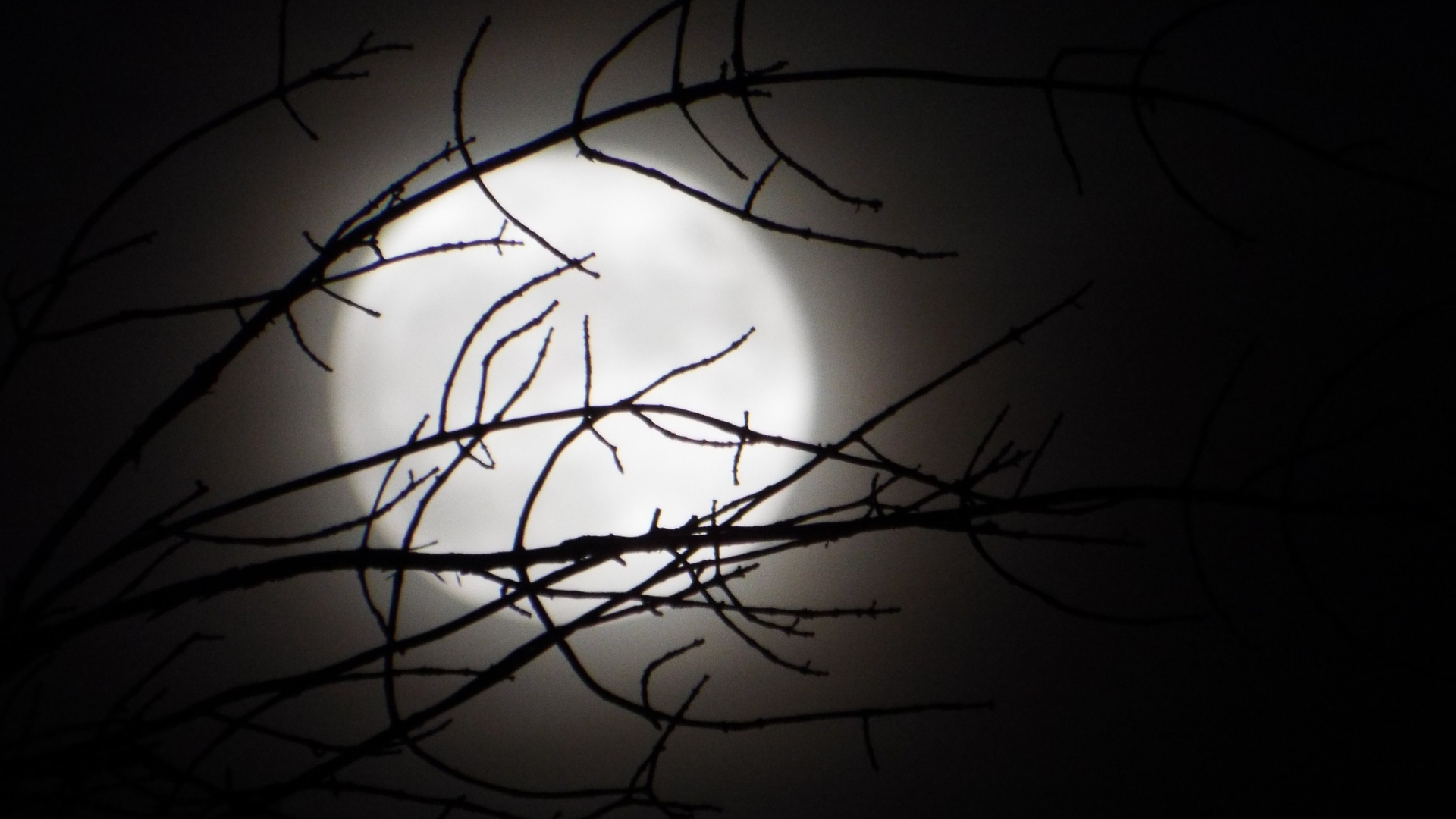 full moon shines through tree branches