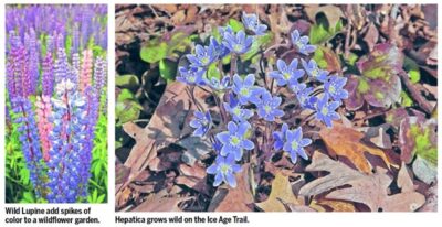 Happy National Wildflower Week.  We thought that this post by the Wisconsin Historical Society to be of interest.
